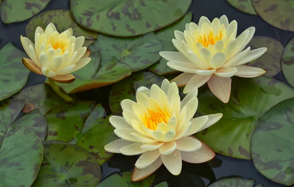 Leaves, flowers, white, water lilies, pond, water lilies, nymphs