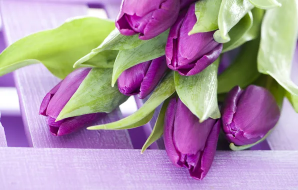 Picture purple, flowers, bouquet, tulips