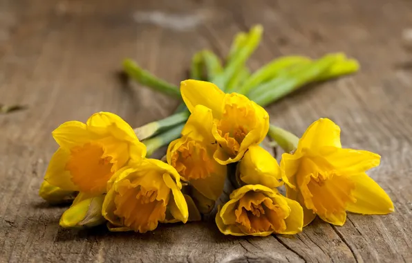Flowers, Board, spring, daffodils