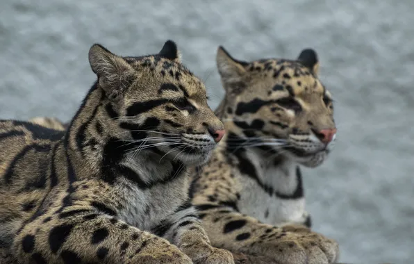 Look, predator, color, wild cat, clouded leopard