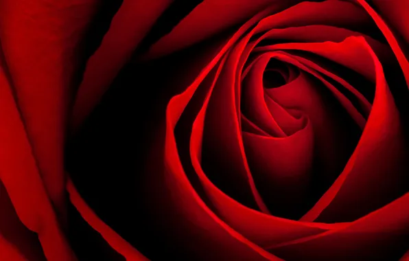 Macro, flowers, red, roses, petals, buds