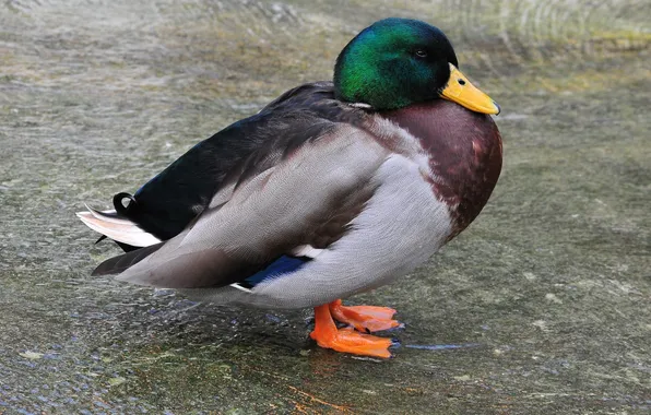 Photo, duck, Drake