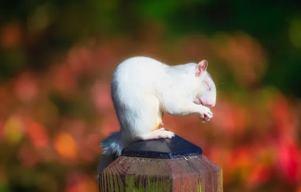 Background, protein, white, column, albino, closed eyes