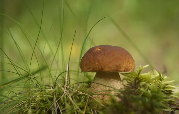 Grass, mushroom, Borovik
