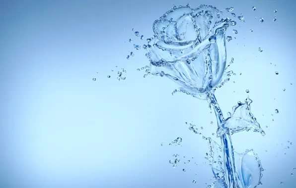 Water, rose, Flowers