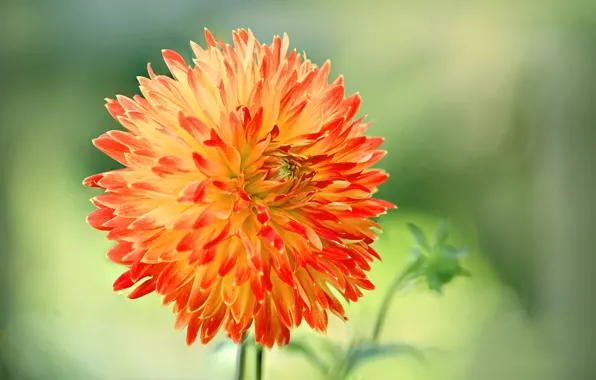 Macro, petals, buds, dahlias