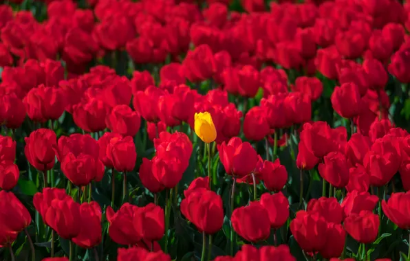 Tulips, buds, a lot, red tulips, yellow Tulip