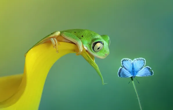 Picture butterfly, frog, lyubopytstvom