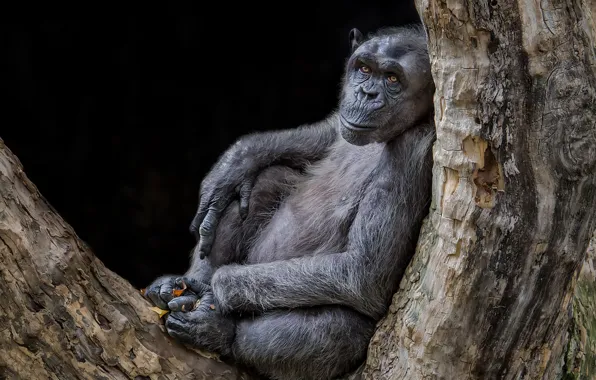 Picture trees, nature, monkey