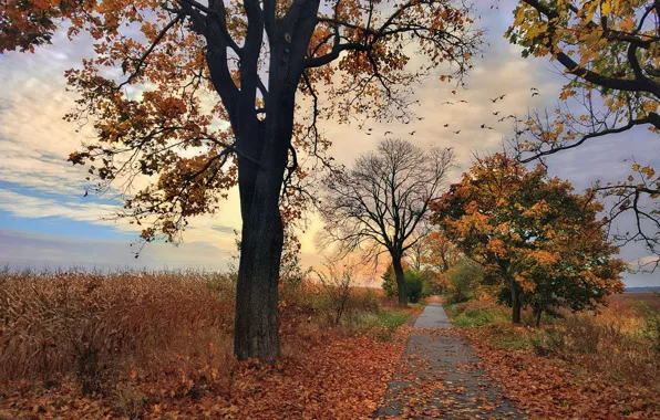 Autumn, Trees, Park