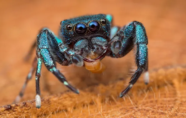 Macro, spider, orange background, jumping, jumper, spider, the Hoppy
