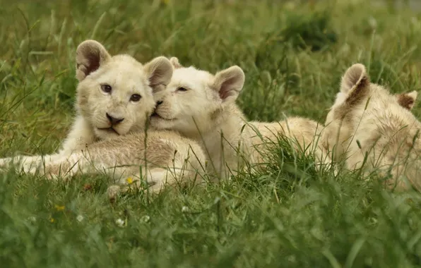 Picture animals, grass, nature, predators, the cubs, cubs