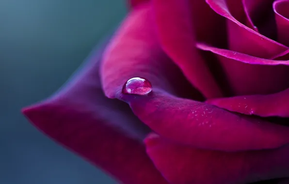 Flower, macro, Rose, petals, red, drop, Burgundy