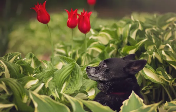 Picture face, leaves, flowers, portrait, dog, tulips, profile