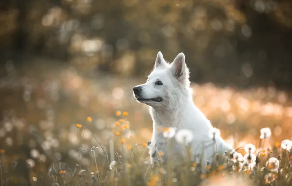 Look, light, flowers, nature, glade, dog, meadow, puppy