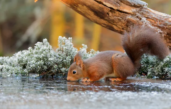 Nature, water, tree, animal, Squirrel, branch, rodent, frost