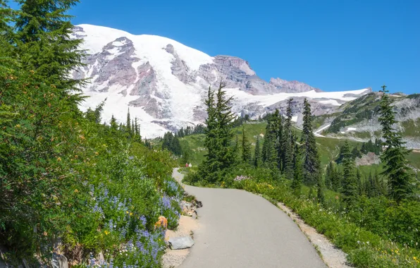 Road, greens, the sky, grass, the sun, snow, trees, flowers