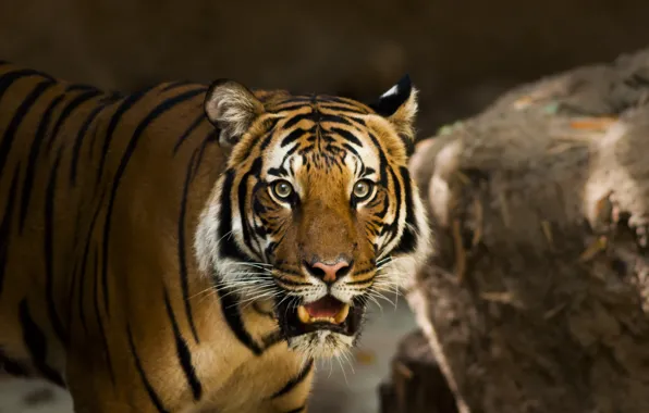 Look, face, tiger, pose