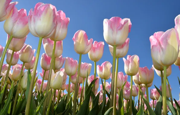 Picture the sky, spring, tulips, buds, a lot