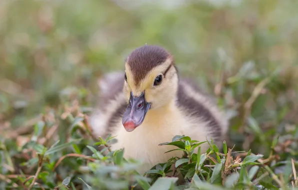 Grass, Duck, Baby