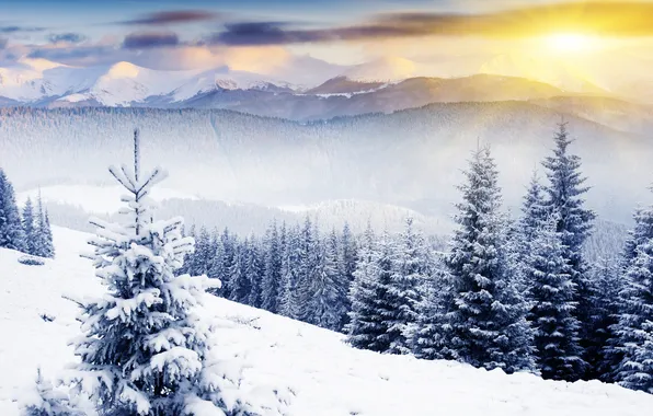 Forest, the sun, snow, dawn, tree, hills