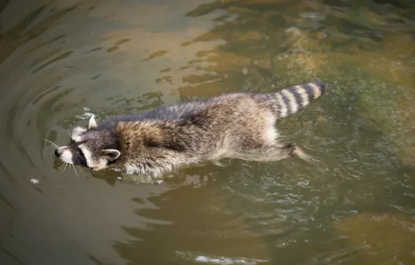 Water, bathing, raccoon, pond, floats