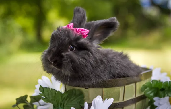 Picture flowers, rabbit, black rabbit