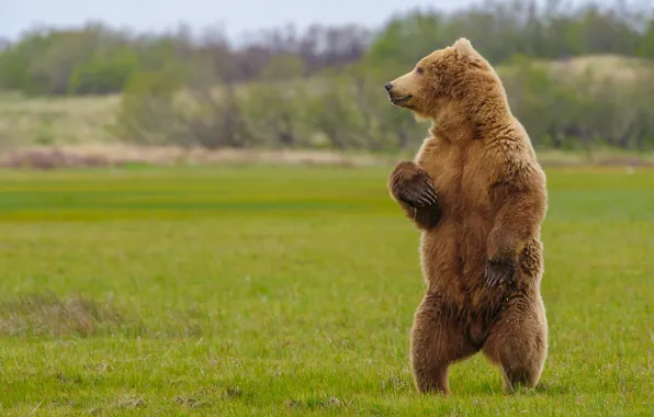 Bear, beast, stand, Grizzly