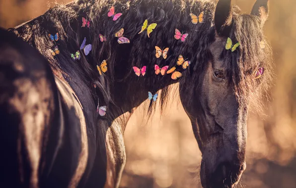 Look, face, light, decoration, butterfly, horse, horse, portrait