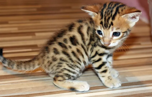Wallpaper legs, baby, kitty
