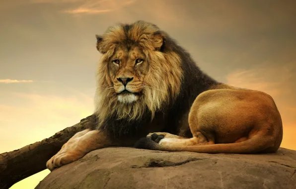 Look, predator, Leo, king, mane