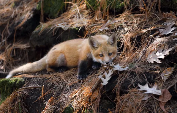 Nature, background, Fox