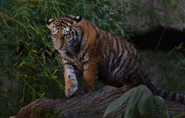 Leaves, tiger, baby, tiger