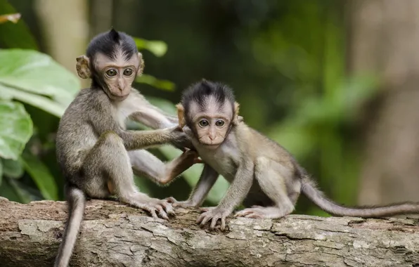 Photo, tree, monkeys