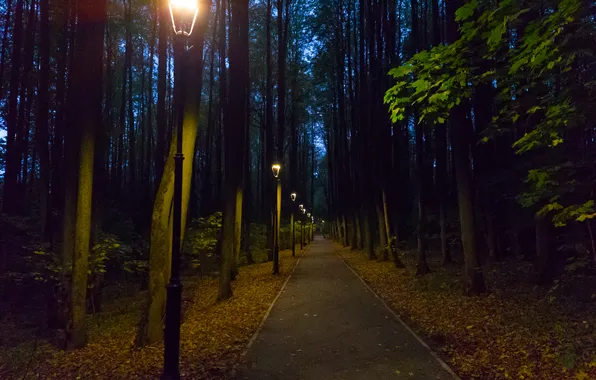 Autumn, forest, trees, nature, the evening, October, lights, Moscow