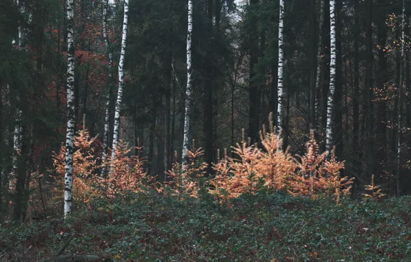 Forest, trees, nature, vegetation, tree