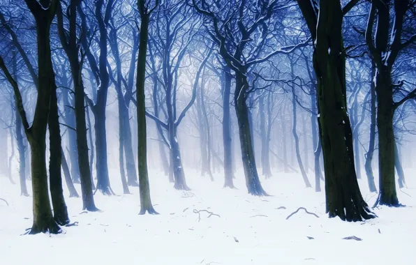 Winter, forest, snow, trees, branches, nature, fog