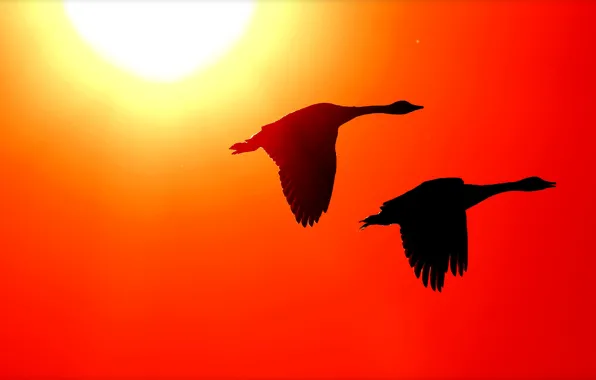 The sun, birds, wings, silhouette, glow