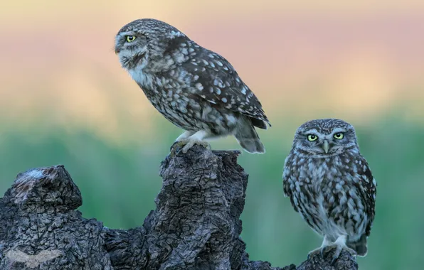 Picture look, owl, bird, two, snag, a couple, green background, the observer
