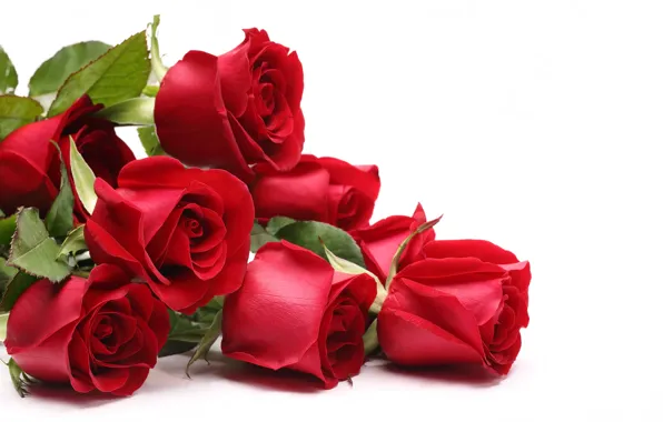 Red, roses, March 8, international women's day