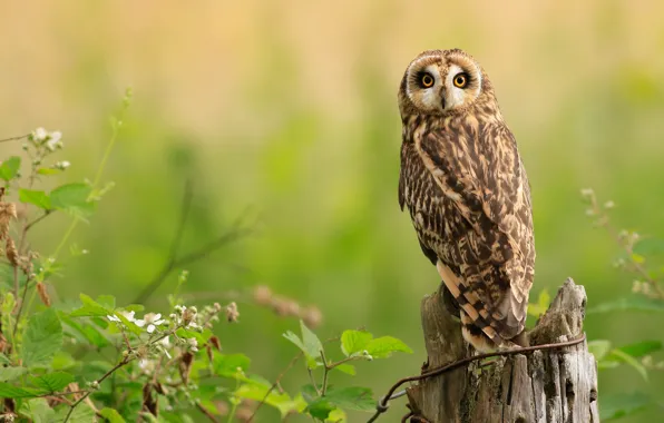 Picture look, branches, nature, green, background, owl, bird, stump