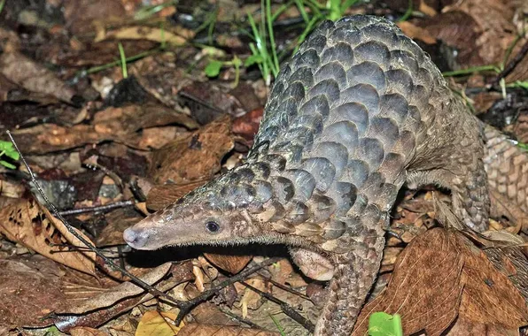 Animal, Java, Sweet, Sunda Pangolin