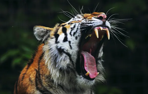 Tiger, roar, mouth, teeth, yarn