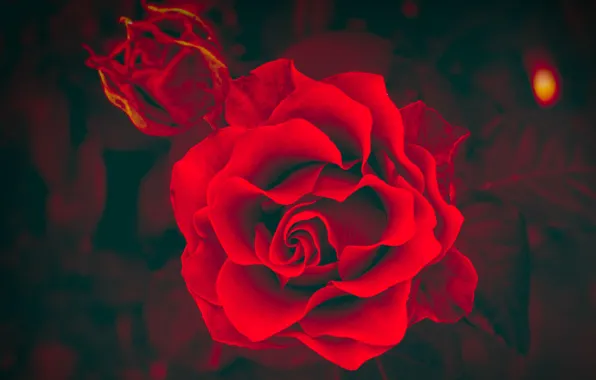 Flower, macro, the dark background, rose, treatment, red, bright, fire