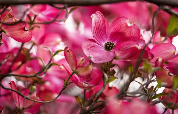 Flowers, branches, Bush, spring, pink, flowering, bokeh, dogwood