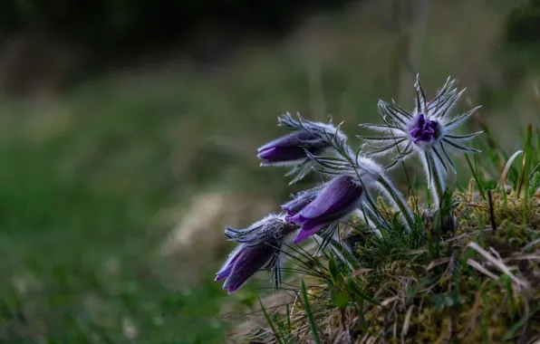 Spring, sleep-grass, cross, orgwiki