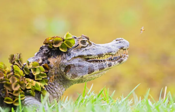 Brazil, alligator, Caiman, The Pantanal, Mato Grosso do Sul