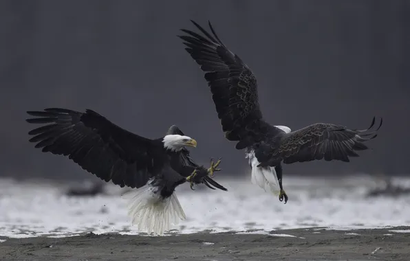 Birds, wings, beak, bald eagle