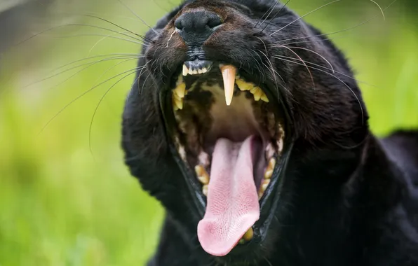 Language, cat, Panther, fangs, black leopard, ©Tambako The Jaguar