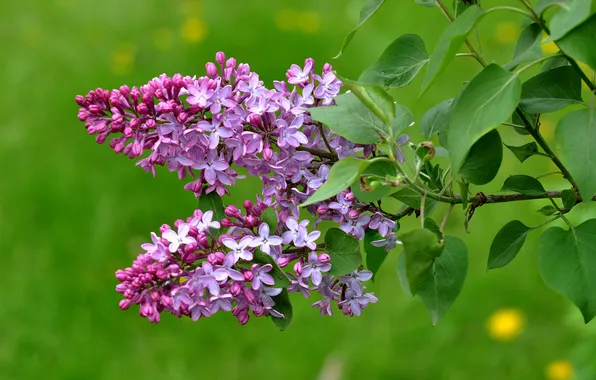 Leaves, macro, branch, lilac, inflorescence